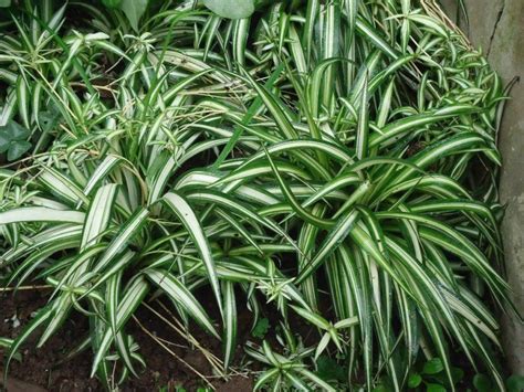 La cinta o malamadre -cuyo nombre científico es Chlorophytum comosum- es una planta muy común en los hogares. Procedente de Sudáfrica, lo cierto es que sus largas y luminosas hojas y sus ...
